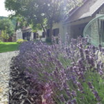 házunk levendula dekorációval